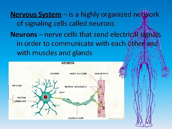 Nervous System – is a highly organized network of signaling cells called neurons Neurons