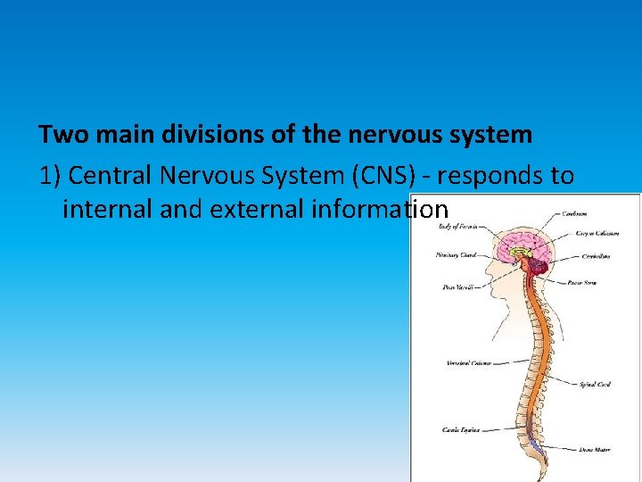 Two main divisions of the nervous system 1) Central Nervous System (CNS) - responds
