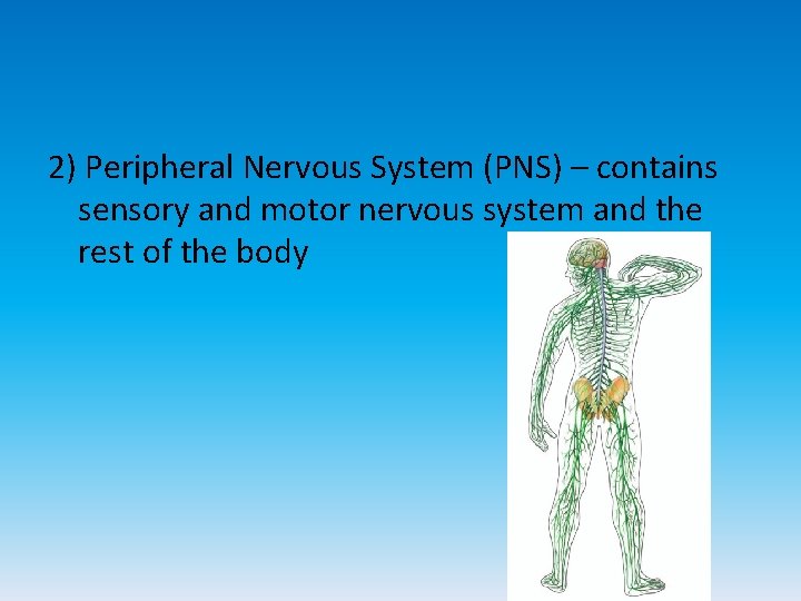 2) Peripheral Nervous System (PNS) – contains sensory and motor nervous system and the