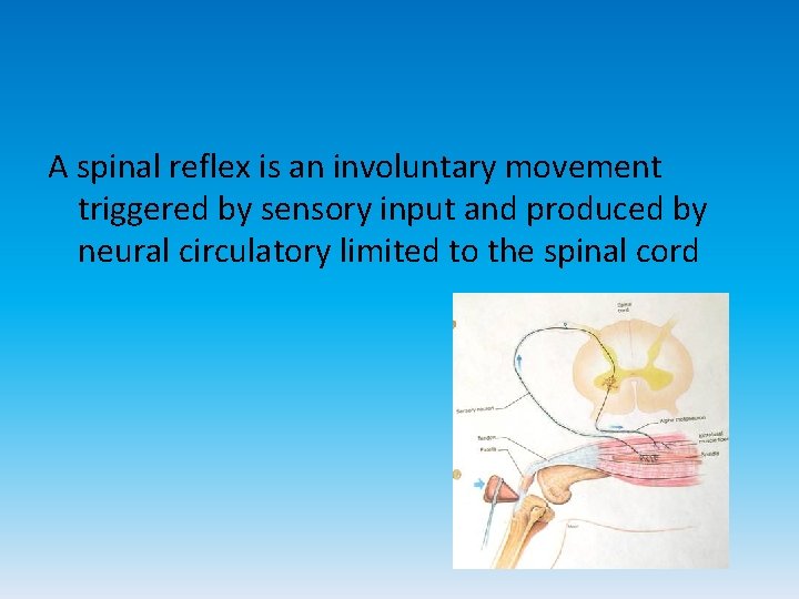 A spinal reflex is an involuntary movement triggered by sensory input and produced by