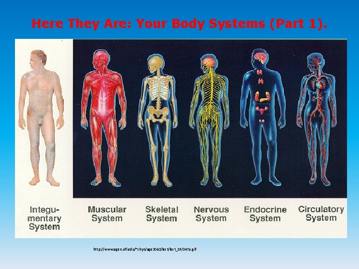 Here They Are: Your Body Systems (Part 1). http: //www. agen. ufl. edu/~chyn/age 2062/lect_19/147