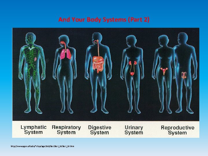 And Your Body Systems (Part 2) http: //www. agen. ufl. edu/~chyn/age 2062/lect_19/lect_19. htm 