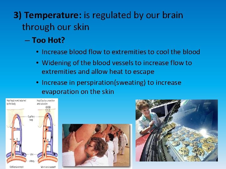 3) Temperature: is regulated by our brain through our skin – Too Hot? •