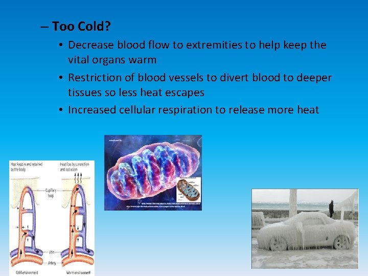 – Too Cold? • Decrease blood flow to extremities to help keep the vital