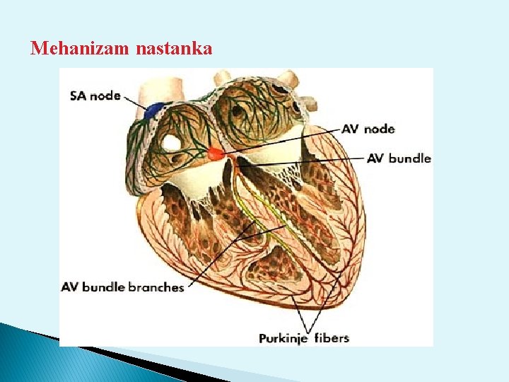 Mehanizam nastanka 