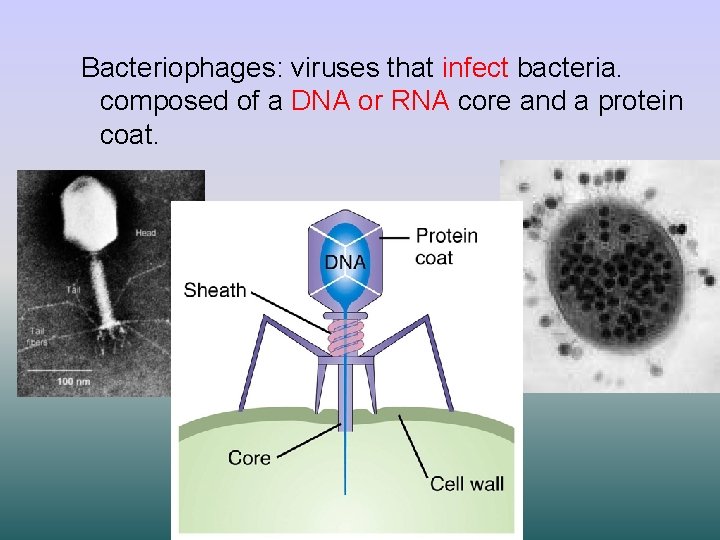 Bacteriophages: viruses that infect bacteria. composed of a DNA or RNA core and a