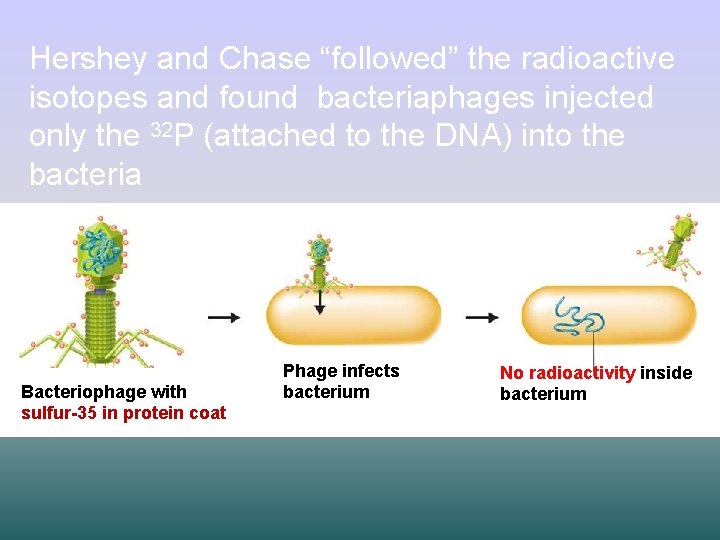 Hershey and Chase “followed” the radioactive isotopes and found bacteriaphages injected only the 32