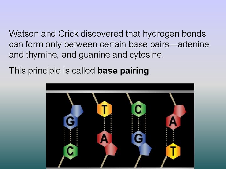 Watson and Crick discovered that hydrogen bonds can form only between certain base pairs—adenine