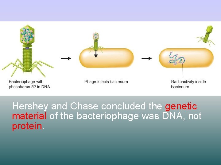 Hershey and Chase concluded the genetic material of the bacteriophage was DNA, not protein.