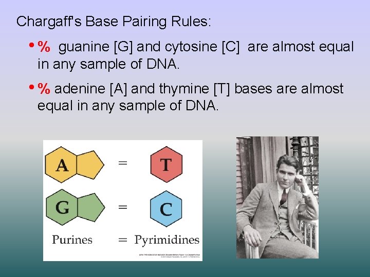 Chargaff's Base Pairing Rules: • % guanine [G] and cytosine [C] are almost equal