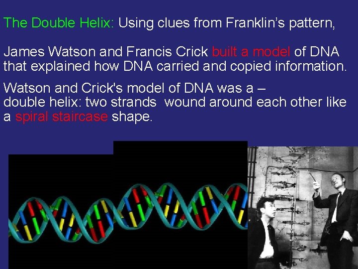 The Double Helix: Using clues from Franklin’s pattern, James Watson and Francis Crick built