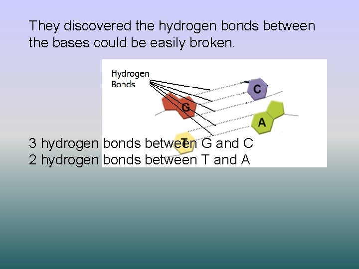 They discovered the hydrogen bonds between the bases could be easily broken. 3 hydrogen