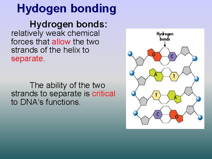 Hydogen bonding Hydrogen bonds: relatively weak chemical forces that allow the two strands of