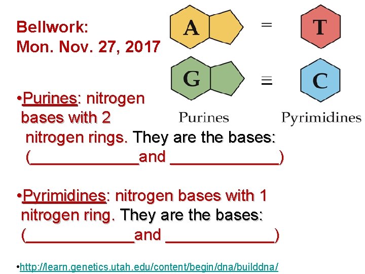 Bellwork: Mon. Nov. 27, 2017 • Purines: nitrogen bases with 2 nitrogen rings. They