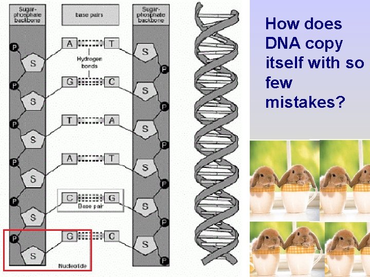 How does DNA copy itself with so few mistakes? Copyright Pearson Prentice Hall 