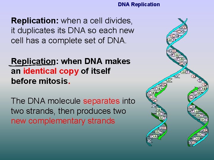 DNA Replication: when a cell divides, it duplicates its DNA so each new cell
