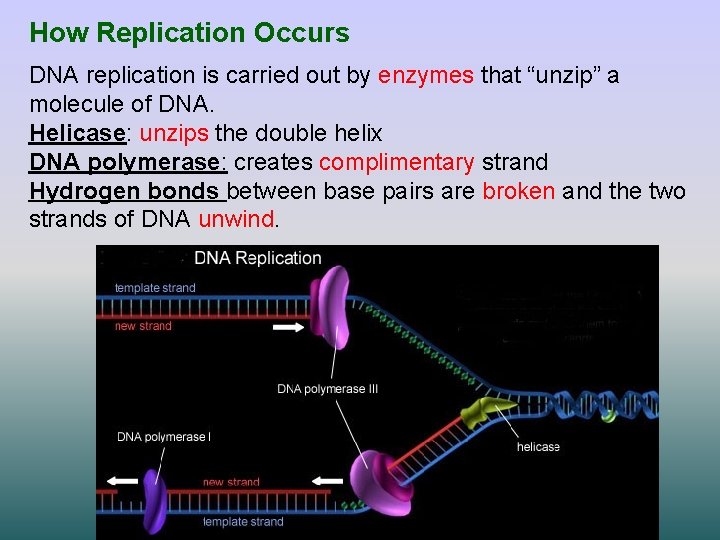 How Replication Occurs DNA replication is carried out by enzymes that “unzip” a molecule