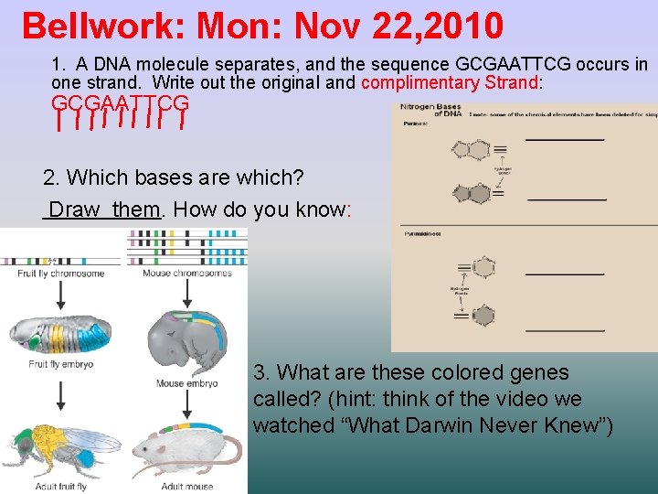 Bellwork: Mon: Nov 22, 2010 1. A DNA molecule separates, and the sequence GCGAATTCG