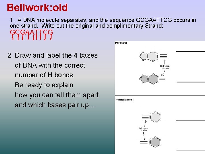 Bellwork: old 1. A DNA molecule separates, and the sequence GCGAATTCG occurs in one