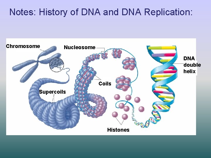 Notes: History of DNA and DNA Replication: Chromosome Nucleosome DNA double helix Coils Supercoils
