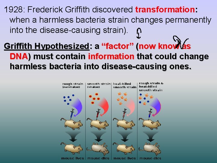 1928: Frederick Griffith discovered transformation: when a harmless bacteria strain changes permanently into the