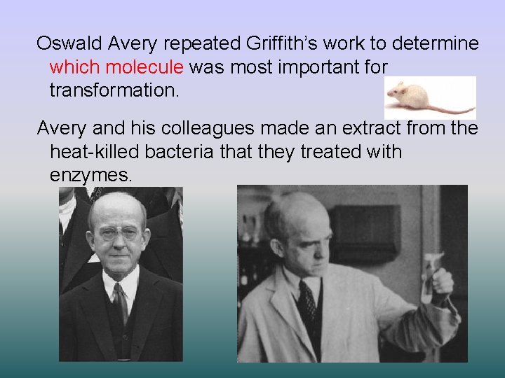 Oswald Avery repeated Griffith’s work to determine which molecule was most important for transformation.
