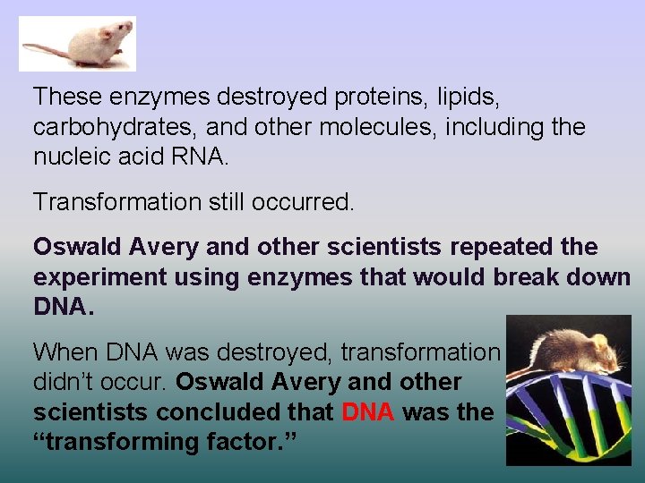 These enzymes destroyed proteins, lipids, carbohydrates, and other molecules, including the nucleic acid RNA.