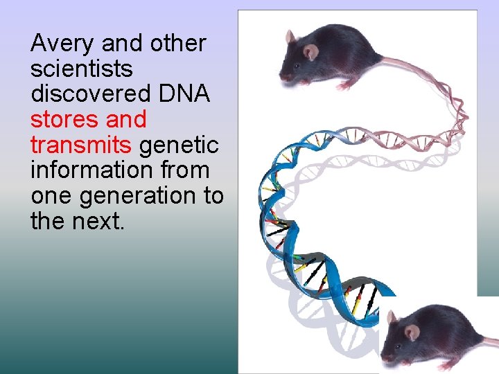 Avery and other scientists discovered DNA stores and transmits genetic information from one generation