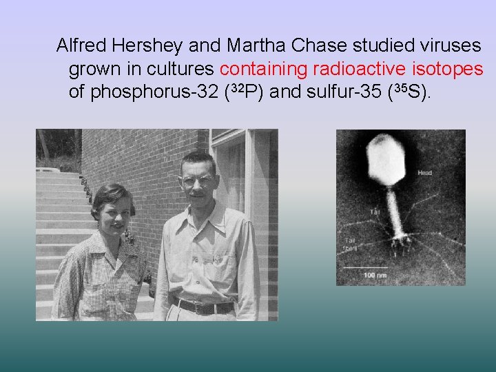 Alfred Hershey and Martha Chase studied viruses grown in cultures containing radioactive isotopes of