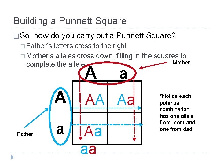 Building a Punnett Square � So, how do you carry out a Punnett Square?