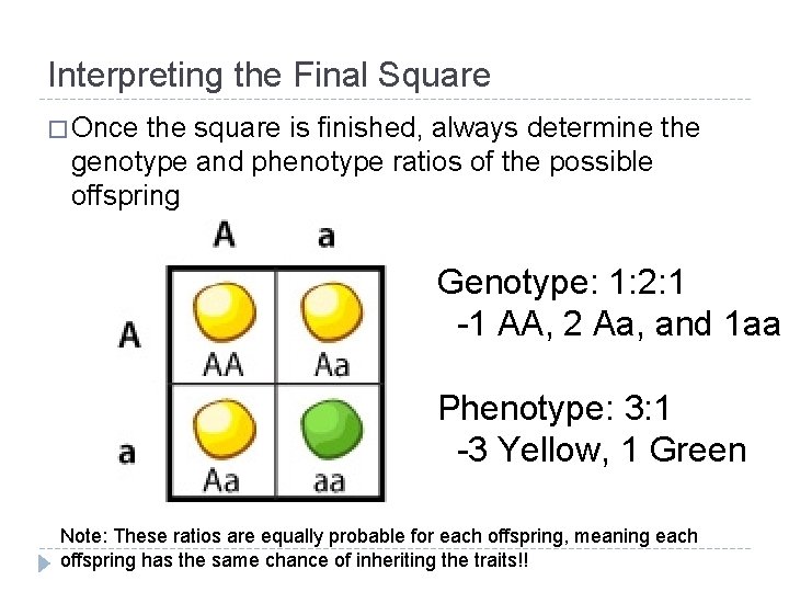 Interpreting the Final Square � Once the square is finished, always determine the genotype