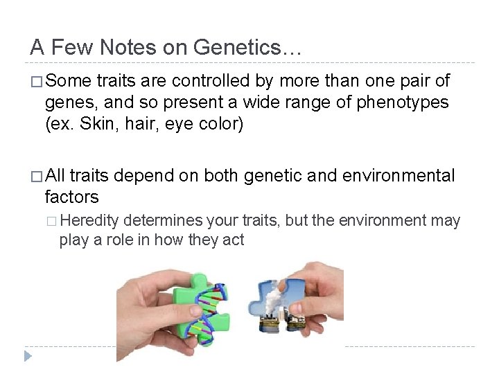 A Few Notes on Genetics… � Some traits are controlled by more than one