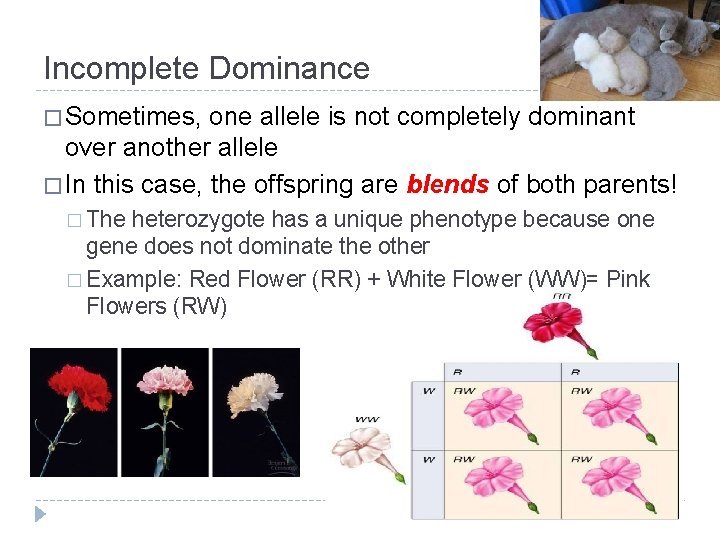 Incomplete Dominance � Sometimes, one allele is not completely dominant over another allele �