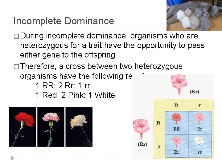 Incomplete Dominance � During incomplete dominance, organisms who are heterozygous for a trait have