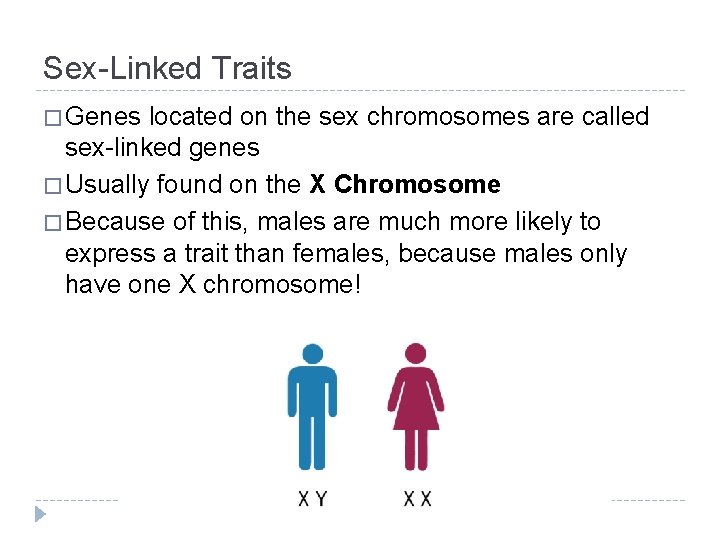 Sex-Linked Traits � Genes located on the sex chromosomes are called sex-linked genes �