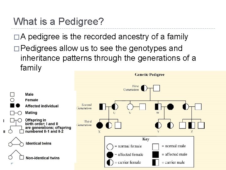 What is a Pedigree? �A pedigree is the recorded ancestry of a family �