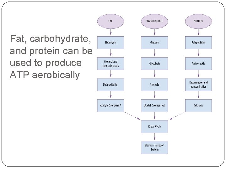 Fat, carbohydrate, and protein can be used to produce ATP aerobically 