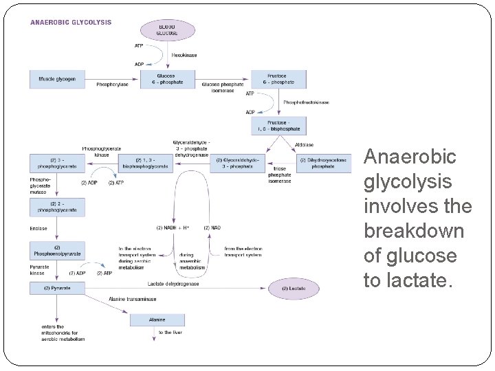 Anaerobic glycolysis involves the breakdown of glucose to lactate. 