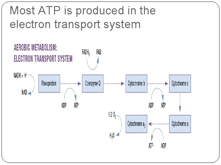 Most ATP is produced in the electron transport system 