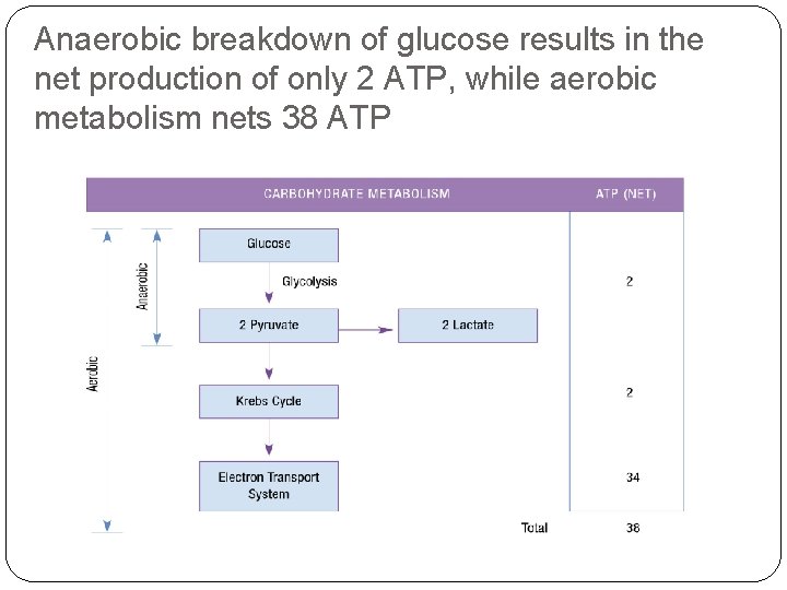 Anaerobic breakdown of glucose results in the net production of only 2 ATP, while