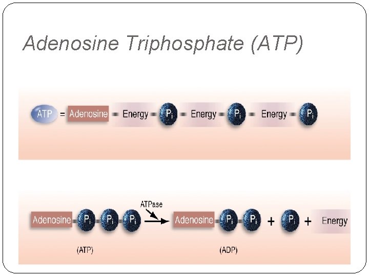 Adenosine Triphosphate (ATP) 