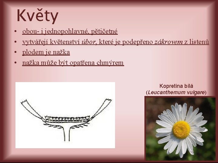 Květy • • obou- i jednopohlavné, pětičetné vytvářejí květenství úbor, které je podepřeno zákrovem