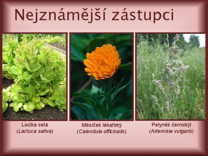 Nejznámější zástupci Locika setá (Lactuca sativa) Měsíček lékařský (Calendula officinalis) Pelyněk černobýl (Artemisia vulgaris)