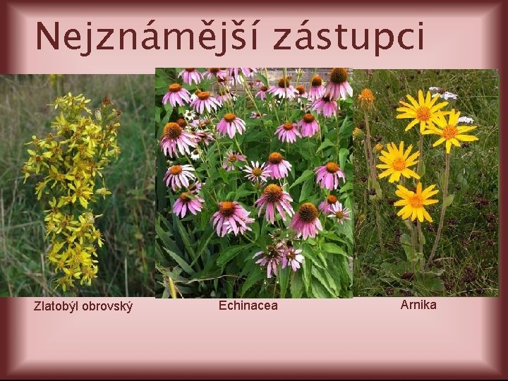 Nejznámější zástupci Zlatobýl obrovský Echinacea Arnika 