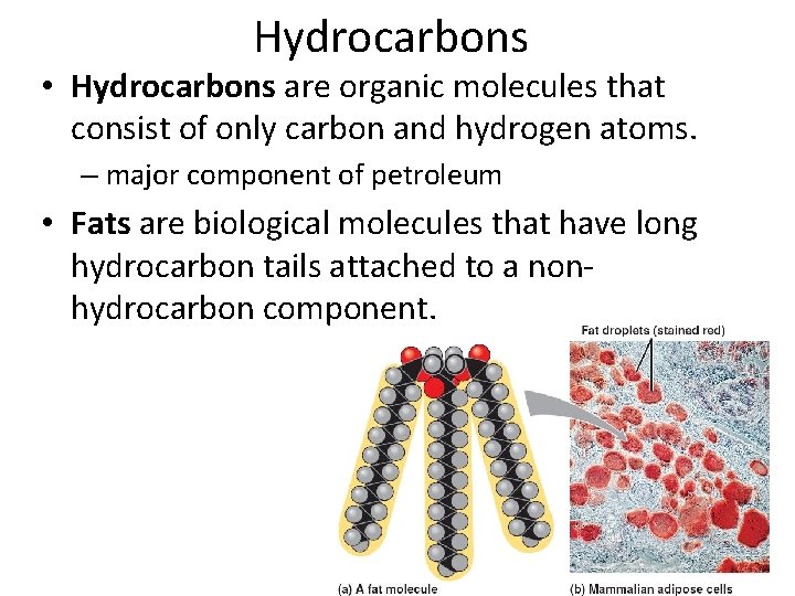 Hydrocarbons • Hydrocarbons are organic molecules that consist of only carbon and hydrogen atoms.