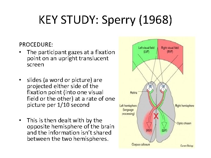 KEY STUDY: Sperry (1968) PROCEDURE: • The participant gazes at a fixation point on KEY STUDY: Sperry (1968) PROCEDURE: • The participant gazes at a fixation point on
