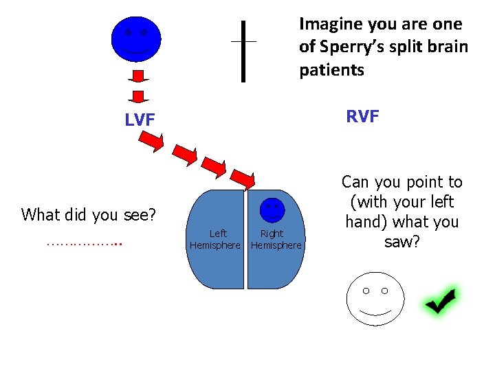 Imagine you are one of Sperry’s split brain patients RVF LVF What did you Imagine you are one of Sperry’s split brain patients RVF LVF What did you