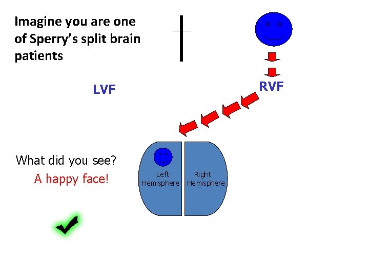 Imagine you are one of Sperry’s split brain patients RVF LVF What did you Imagine you are one of Sperry’s split brain patients RVF LVF What did you