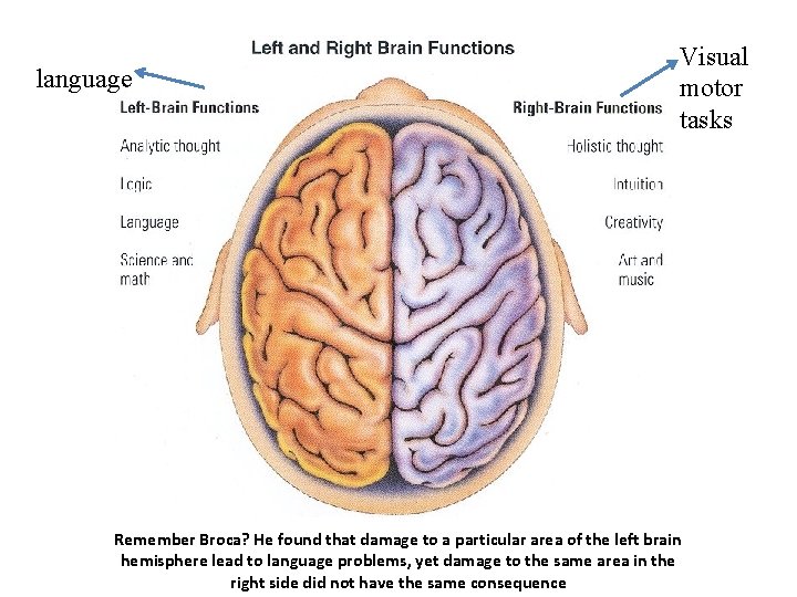 language Visual motor tasks Remember Broca? He found that damage to a particular area language Visual motor tasks Remember Broca? He found that damage to a particular area
