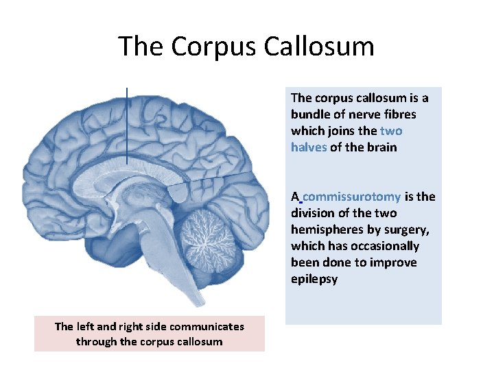 The Corpus Callosum The corpus callosum is a bundle of nerve fibres which joins The Corpus Callosum The corpus callosum is a bundle of nerve fibres which joins